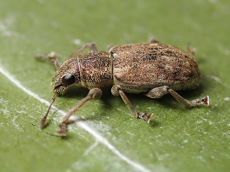 Curculionidae: Sitona, ma quale?.... cfr. lepidus (?)